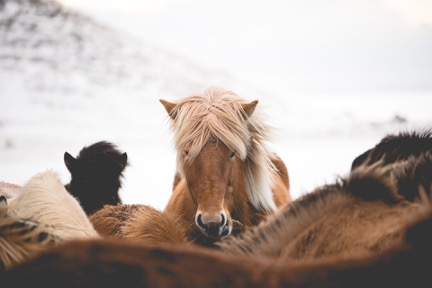 The performance of the horses is depended upon the entire herd. 