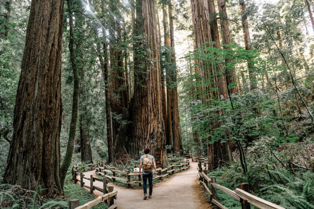 Man in forest with tall trees deciding which path to follow. 